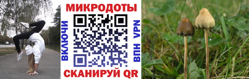Псилоцибиновые грибы Psilocybe Аткарск